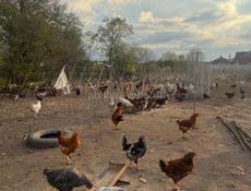 Куры домашние