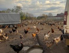 Куры домашние