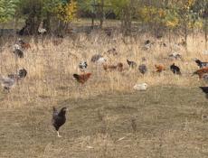 Куры домашние