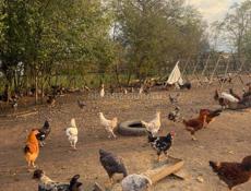 Куры домашние