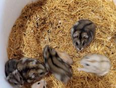 Продажа сирийские и джунгарские хомяки.