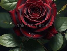 Продажа сирийские и джунгарские хомяки.