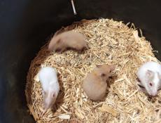 Продажа сирийские и джунгарские хомяки.