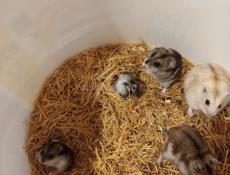 Продажа сирийские и джунгарские хомяки.