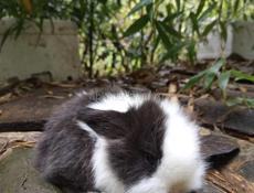 Карликовые кролики.