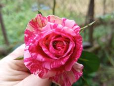 Кролики больших пород.