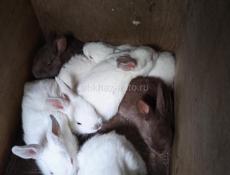 Кролики больших пород.