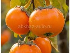 Куплю хурму собранную