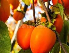 Продаю хурму с дерева 