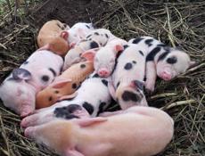 Поросята дешего