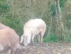 Продаётся Свинья 