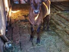 Продается корова с трехмесячным телёнком