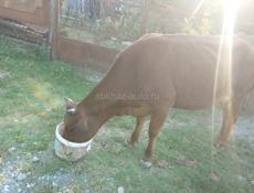 Продается корова с трехмесячным телёнком