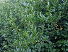 Продаю Лаврушку  