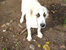 Продаю щенка