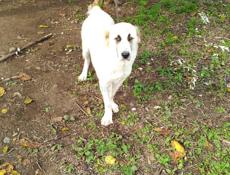 Продаю щенка