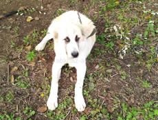 Продаю щенка