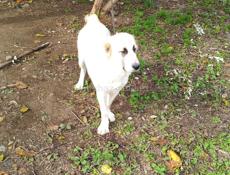 Продаю щенка