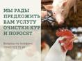 МЫ РАДЫ ПРЕДЛОЖИТЬ ВАМ УСЛУГУ ОЧИСТКИ КУР И ПОРОСЯТ 