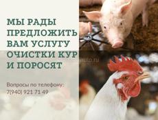 МЫ РАДЫ ПРЕДЛОЖИТЬ ВАМ УСЛУГУ ОЧИСТКИ КУР И ПОРОСЯТ 