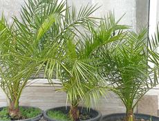 финиковые пальмы