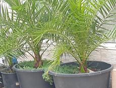 финиковые пальмы