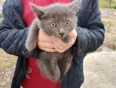 Отдам котят