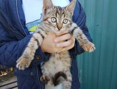 Отдам котят