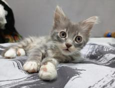 В добрые руки