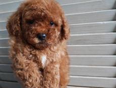 Мальтипу, пудели, пушоны