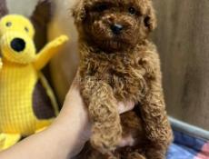 Мальтипу, пудели, пушоны