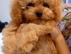 Мальтипу, пудели, пушоны