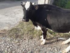 Продается корова для мясо