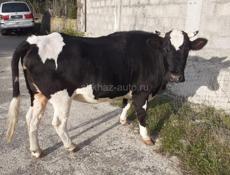 Продается корова для мясо