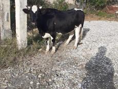 Продается корова для мясо