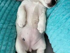 Отдам в добрые руки