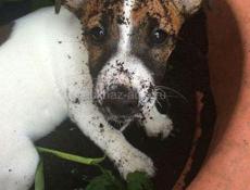 Отдам в добрые руки