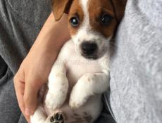 Отдам в добрые руки