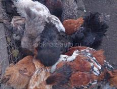   Продаются цыплята.