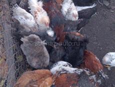 Продаются цыплята.