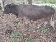 Продаётся корова 