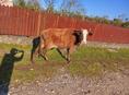 Продаю корову 