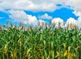 Продается кукурузное поле 