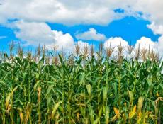 Продается кукурузное поле 