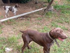 Продаются щенки курцхара 2месяца