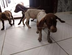 Продаются щенки курцхара 2месяца 