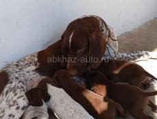 Продаются щенки курцхара 2месяца