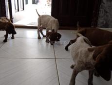 Продаются щенки курцхара 2месяца