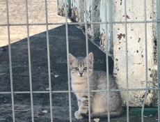 Милый котенок ищет дом 🏡 