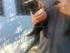 Отдам в добрые руки 